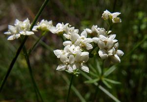 Galium palustre (Rubiaceae)  - Gaillet des marais - Common Marsh-bedstraw Pyrenees-Orientales [France] 08/07/2004 - 1730m