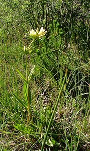 Gentiana burseri (Gentianaceae)  - Gentiane de Burser Pyrenees-Orientales [France] 07/07/2004 - 1650m