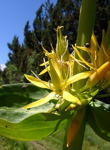 Gentiana lutea (Gentianaceae)  - Gentiane jaune, Grande gentiane Pyrenees-Orientales [France] 09/07/2004 - 1650m