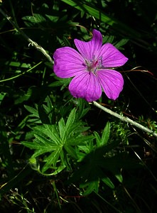 Geranium sanguineum (Geraniaceae)  - Géranium sanguin, Sanguinaire, Herbe à becquet - Bloody Crane's-bill Hautes-Pyrenees [France] 12/07/2004 - 1290m