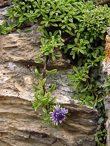 Globularia repens (Plantaginaceae)  - Globulaire rampante Hautes-Pyrenees [France] 14/07/2004 - 2090m