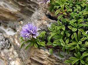 Globularia repens (Plantaginaceae)  - Globulaire rampante Hautes-Pyrenees [France] 14/07/2004 - 2090m