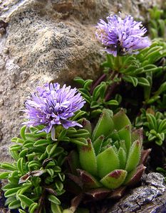 Globularia repens (Plantaginaceae)  - Globulaire rampante Hautes-Pyrenees [France] 14/07/2004 - 2090m