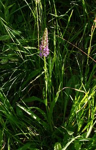 Gymnadenia conopsea (Orchidaceae)  - Gymnadénie moucheron, Orchis moucheron, Orchis moustique - Fragrant Orchid Hautes-Pyrenees [France] 12/07/2004 - 1290m