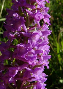 Gymnadenia conopsea (Orchidaceae)  - Gymnadénie moucheron, Orchis moucheron, Orchis moustique - Fragrant Orchid Hautes-Pyrenees [France] 12/07/2004 - 1290m