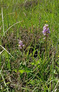 Gymnadenia conopsea (Orchidaceae)  - Gymnadénie moucheron, Orchis moucheron, Orchis moustique - Fragrant Orchid Hautes-Pyrenees [France] 13/07/2004 - 1600m