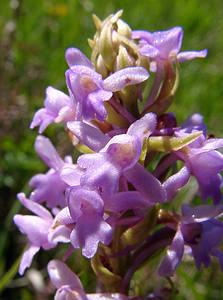 Gymnadenia conopsea (Orchidaceae)  - Gymnadénie moucheron, Orchis moucheron, Orchis moustique - Fragrant Orchid Hautes-Pyrenees [France] 13/07/2004 - 1600m