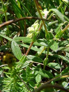 Helianthemum nummularium (Cistaceae)  - Hélianthème nummulaire, Hélianthème jaune, Hélianthème commun - Common Rock-rose Pyrenees-Orientales [France] 07/07/2004 - 1650m