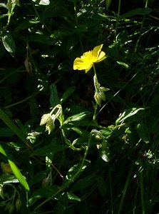 Helianthemum nummularium (Cistaceae)  - Hélianthème nummulaire, Hélianthème jaune, Hélianthème commun - Common Rock-rose Hautes-Pyrenees [France] 12/07/2004 - 1290m