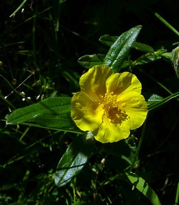 Helianthemum nummularium (Cistaceae)  - Hélianthème nummulaire, Hélianthème jaune, Hélianthème commun - Common Rock-rose Hautes-Pyrenees [France] 12/07/2004 - 1290m