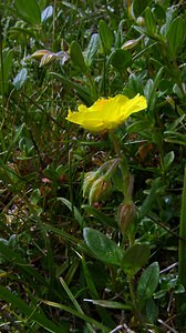 Helianthemum nummularium (Cistaceae)  - Hélianthème nummulaire, Hélianthème jaune, Hélianthème commun - Common Rock-rose Hautes-Pyrenees [France] 13/07/2004 - 2060m