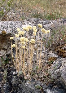 Helichrysum stoechas (Asteraceae)  - Hélichryse stoechade, Immortelle stoechade, Immortelle des dunes, Immortelle jaune Gard [France] 05/07/2004 - 610m