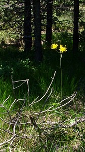 Hieracium arnicoides (Asteraceae)  - Épervière faux arnica Pyrenees-Orientales [France] 08/07/2004 - 1730m