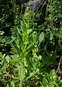 Hylotelephium telephium (Crassulaceae)  - Orpin reprise, Herbe à la coupure - Orpine Hautes-Pyrenees [France] 12/07/2004 - 1290m