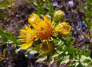 Inula salicina (Asteraceae)  - Inule saulière, Inule à feuilles de saule - Irish Fleabane Herault [France] 04/07/2004 - 670m