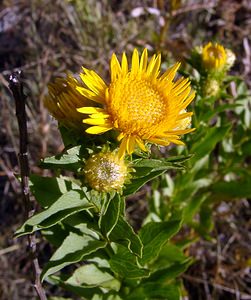 Inula salicina (Asteraceae)  - Inule saulière, Inule à feuilles de saule - Irish Fleabane Herault [France] 04/07/2004 - 670m