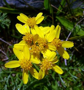 Jacobaea adonidifolia (Asteraceae)  - Jacobée à feuilles d'adonis, Séneçon à feuilles d'adonis Hautes-Pyrenees [France] 12/07/2004 - 1290m