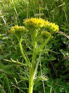 Jacobaea adonidifolia (Asteraceae)  - Jacobée à feuilles d'adonis, Séneçon à feuilles d'adonis Hautes-Pyrenees [France] 12/07/2004 - 1290m