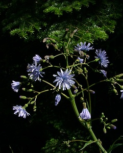 Lactuca plumieri (Asteraceae)  - Laitue de Plumier, Cicerbite de Plumier, Laitue des montagnes, Laiteron de Plumier - Hairless Blue-sow-thistle Haute-Garonne [France] 15/07/2004 - 1400m