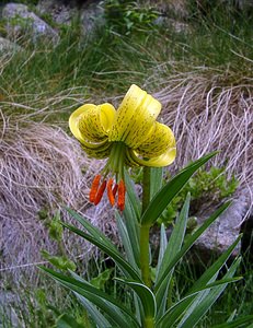 Lilium pyrenaicum (Liliaceae)  - Lis des Pyrénées - Pyrenean Lily  [France] 09/07/2004 - 2060m