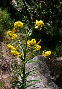 Lilium pyrenaicum (Liliaceae)  - Lis des Pyrénées - Pyrenean Lily  [France] 09/07/2004 - 2060m