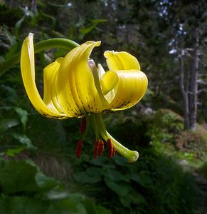 Lilium pyrenaicum (Liliaceae)  - Lis des Pyrénées - Pyrenean Lily  [France] 09/07/2004 - 2060m