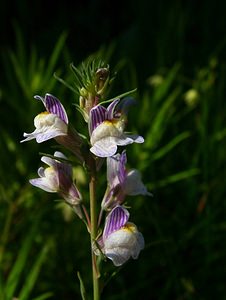 Linaria repens (Plantaginaceae)  - Linaire rampante - Pale Toadflax Pyrenees-Orientales [France] 07/07/2004 - 1650m