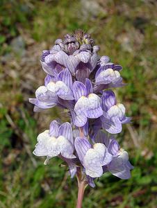 Linaria repens (Plantaginaceae)  - Linaire rampante - Pale Toadflax Ariege [France] 16/07/2004 - 1570m