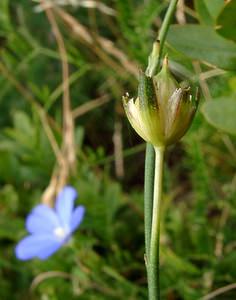 Linum narbonense (Linaceae)  - Lin de Narbonne Gard [France] 05/07/2004 - 580m