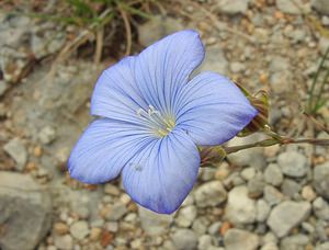 Linum narbonense (Linaceae)  - Lin de Narbonne Gard [France] 05/07/2004 - 580m