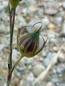Linum narbonense (Linaceae)  - Lin de Narbonne Gard [France] 05/07/2004 - 580m