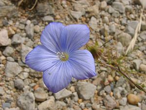 Linum narbonense (Linaceae)  - Lin de Narbonne Gard [France] 05/07/2004 - 580m