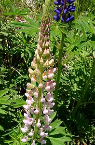 Lupinus polyphyllus (Fabaceae)  - Lupin polyphylle, Lupin vivace, Lupin à folioles nombreuses - Garden Lupin Pyrenees-Orientales [France] 07/07/2004 - 2050m