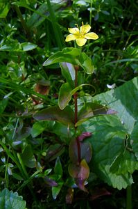 Lysimachia nemorum (Primulaceae)  - Lysimaque des bois, Mouron jaune - Yellow Pimpernel Haute-Garonne [France] 15/07/2004 - 1420m