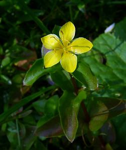 Lysimachia nemorum (Primulaceae)  - Lysimaque des bois, Mouron jaune - Yellow Pimpernel Haute-Garonne [France] 15/07/2004 - 1420m