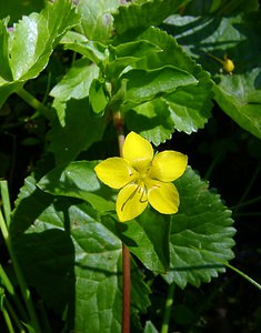 Lysimachia nemorum (Primulaceae)  - Lysimaque des bois, Mouron jaune - Yellow Pimpernel Haute-Garonne [France] 15/07/2004 - 1420m