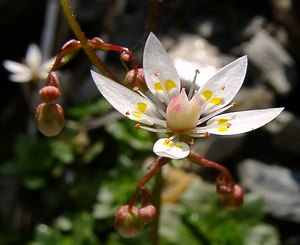 Micranthes stellaris (Saxifragaceae)  - Micranthe étoilé, Saxifrage étoilée - Starry Saxifrage Ariege [France] 16/07/2004 - 1570m