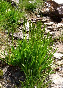 Narthecium ossifragum (Nartheciaceae)  - Narthèce ossifrage, Narthécie des marais, Ossifrage, Brise-os - Bog Asphodel Ariege [France] 16/07/2004 - 1570m