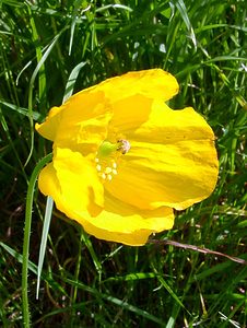 Papaver cambricum (Papaveraceae)  - Pavot du Pays de Galles, Méconopside du Pays de Galles, Méconopsix du Pays de Galles, Pavot jaune - Welsh Poppy Hautes-Pyrenees [France] 12/07/2004 - 1290m