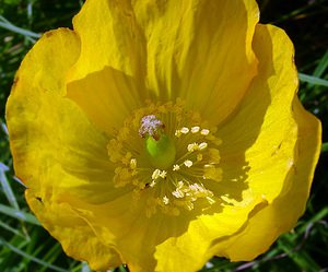 Papaver cambricum (Papaveraceae)  - Pavot du Pays de Galles, Méconopside du Pays de Galles, Méconopsix du Pays de Galles, Pavot jaune - Welsh Poppy Hautes-Pyrenees [France] 12/07/2004 - 1290m