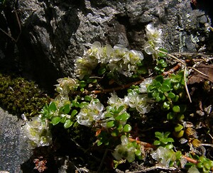 Paronychia  (Caryophyllaceae)  - Paronyque Hautes-Pyrenees [France] 12/07/2004 - 1290m