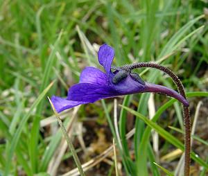 Pinguicula grandiflora (Lentibulariaceae)  - Grassette à grandes fleurs - Large-flowered Butterwort Hautes-Pyrenees [France] 13/07/2004 - 2060m