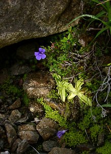 Pinguicula grandiflora (Lentibulariaceae)  - Grassette à grandes fleurs - Large-flowered Butterwort Ariege [France] 16/07/2004 - 1570m