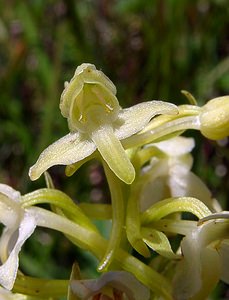 Platanthera chlorantha (Orchidaceae)  - Platanthère à fleurs verdâtres, Orchis vert, Orchis verdâtre, Plalatanthère des montagnes, Platanthère verdâtre - Greater Butterfly-orchid Hautes-Pyrenees [France] 13/07/2004 - 1600m