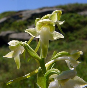 Platanthera chlorantha (Orchidaceae)  - Platanthère à fleurs verdâtres, Orchis vert, Orchis verdâtre, Plalatanthère des montagnes, Platanthère verdâtre - Greater Butterfly-orchid Hautes-Pyrenees [France] 13/07/2004 - 1600m