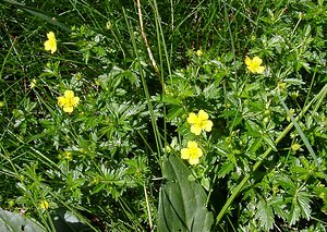 Potentilla erecta (Rosaceae)  - Potentille dressée, Potentille tormentille, Tormentille - Tormentil Pyrenees-Orientales [France] 07/07/2004 - 1650m