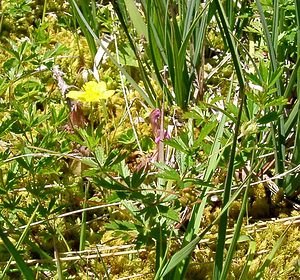 Potentilla erecta (Rosaceae)  - Potentille dressée, Potentille tormentille, Tormentille - Tormentil Hautes-Pyrenees [France] 13/07/2004 - 1600m