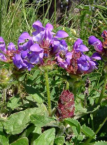 Prunella grandiflora (Lamiaceae)  - Brunelle à grandes fleurs - Large-flowered Selfheal Pyrenees-Orientales [France] 07/07/2004 - 1650m