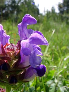 Prunella grandiflora (Lamiaceae)  - Brunelle à grandes fleurs - Large-flowered Selfheal Pyrenees-Orientales [France] 07/07/2004 - 1650m