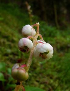 Pyrola minor (Ericaceae)  - Pyrole mineure, Petite pyrole - Common Wintergreen Hautes-Pyrenees [France] 12/07/2004 - 1290m
